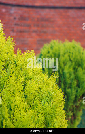 Thuja Nadelholz Anlage gegen Red Brick Wall Textur. Grünen geblümten leere Hintergrund Stockfoto