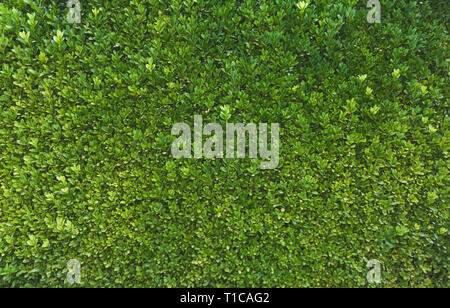 Natürlich grüne Gras Hintergrund für Design, Ansicht von oben Stockfoto