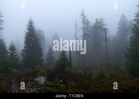 Wald im deutschen Raum genannt Harz Stockfoto