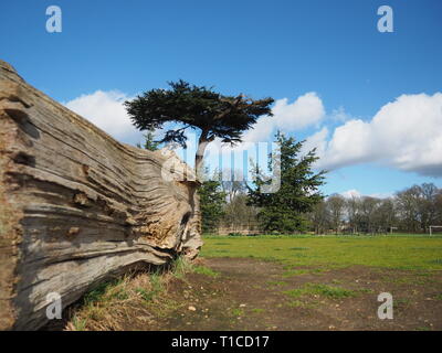 Zedern des Libanon in Cassiobury Park - Watford Stockfoto