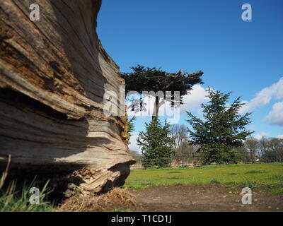 Zedern des Libanon in Cassiobury Park - Watford Stockfoto