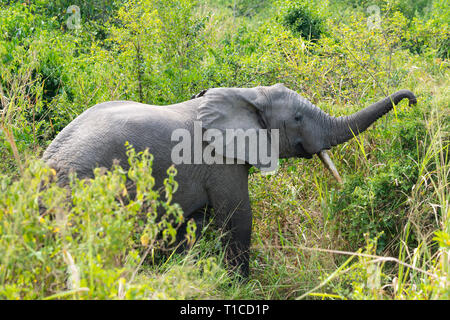 Afrikanischer Elefant (Loxodonta Africana) Nahrungssuche durch die Seite der Schiene in Ishasha Sektor des Queen Elizabeth National Park im Südwesten von Uganda, Ostafrika Stockfoto