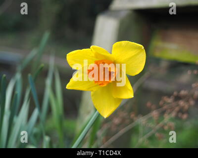 Narzisse Blüten in Cassiobury Park - Watford Stockfoto