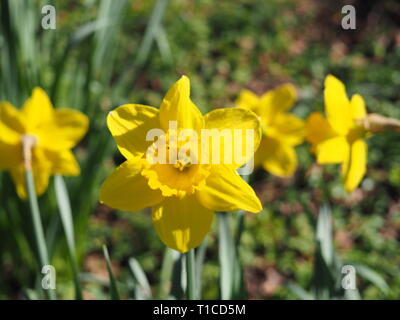 Narzisse Blüten in Cassiobury Park - Watford Stockfoto