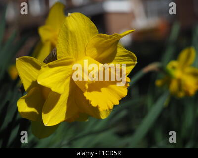 Narzisse Blüten in Cassiobury Park - Watford Stockfoto