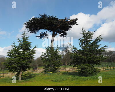 Zedern des Libanon in Cassiobury Park - Watford Stockfoto