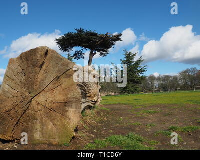 Zedern des Libanon in Cassiobury Park - Watford Stockfoto