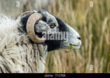 Ewe, swaledale (weibliche Schafe) in der Nähe von Kopf und Hörner, kauen Gras. Nach rechts. swaledale Schafe sind eine Rasse native North Yorkshire Landschaft. Stockfoto