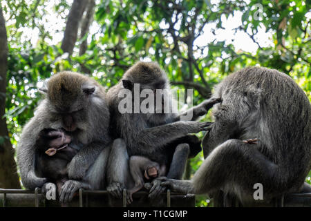 Drei Affen sitzen und miteinander interagieren. Stockfoto