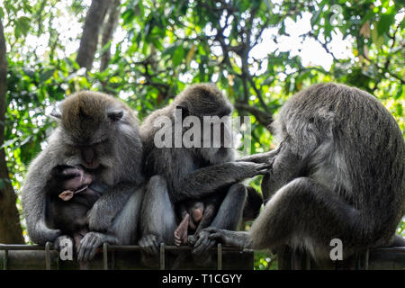 Drei Affen sitzen und miteinander interagieren. Stockfoto