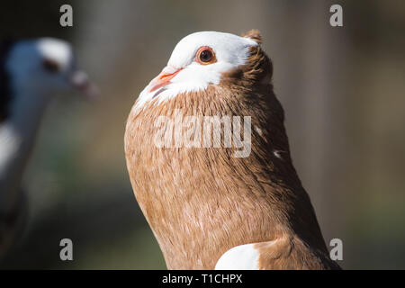 Österreichischer Ganselkröpfer (Columba livia domestica), einer vom Aussterben bedrohten Taube Rasse aus Österreich Stockfoto