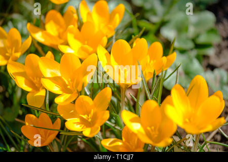 Gelbe Krokusse blühen unter Sonneneinstrahlung im Frühjahr Wald. Stockfoto