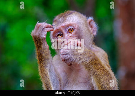 Junge niedlichen Affen in dem grünen Wald von Thailand. In der Pose eines Denkers. Stockfoto