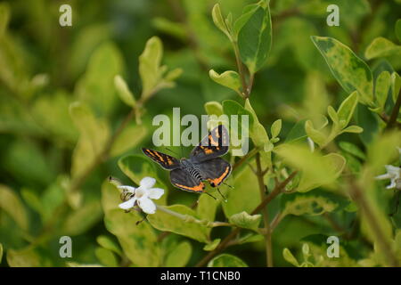 Schwarz und Orange Schmetterling durch Blätter fliegen Stockfoto