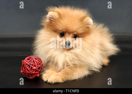 Langhaarige rote Pomeranian Spitz Welpen mit bunten Seil Spielzeug auf einem schwarzen Hintergrund isoliert. Foto #082 am 23 Februar, 2019 © 2019 www.Mini-Do Stockfoto