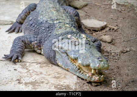 Ein riesiges Krokodil auf dem Boden mit einem offenen Backen und mit Zähnen. Stockfoto