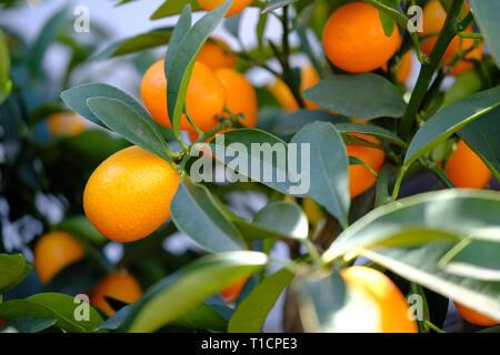 Orange Mandarinen auf die Äste mit grünen Blättern reif. Stockfoto