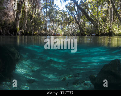 Blick über und unter der Wasserlinie auf Sumpf, zypernbäume und klares blaues Wasser im Crystal River Stockfoto