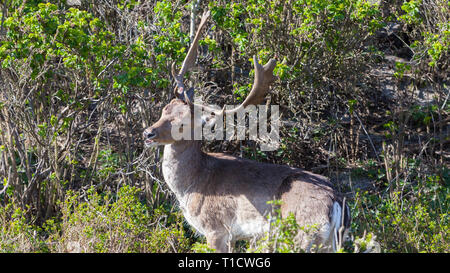Schöne braune gefleckte Damwild stehen zwischen Büsche in den Wald Stockfoto