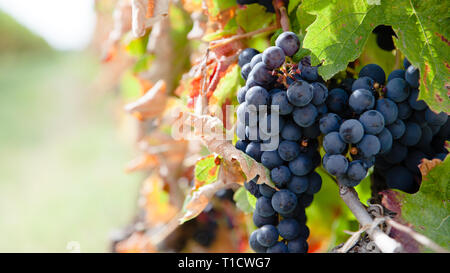 In der Nähe von roten Trauben im Weinberg im Spätsommer kurz vor der Ernte. Stockfoto
