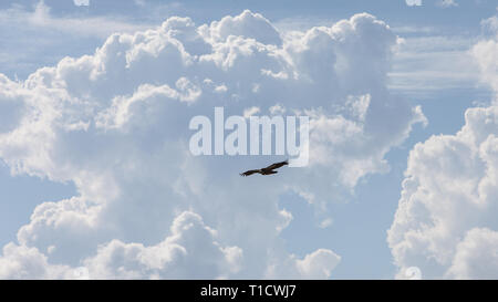 Geier mit riesigen Haufen Wolken an einem sonnigen Tag Stockfoto