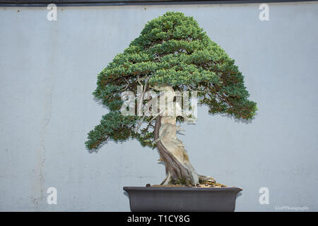 Japanischer Garten Juniper auf Anzeige Stockfoto