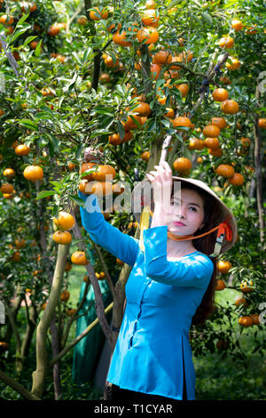 Reifen Mandarinen auf Bäumen, Lai Vung rosa Mandarin in der Provinz Dong Thap, Vietnam Land, Mekong Delta, Bauernhof Stockfoto