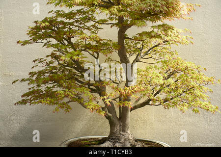 Japanischer Ahorn Bonsai auf dem Display Stockfoto