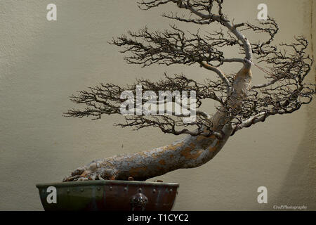 Chinese elm Bonsai auf dem Display Stockfoto