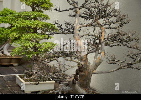 Chinese elm Bonsai auf dem Display Stockfoto