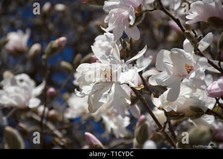 Nahaufnahme von Prunus Baum blüht gegen den blauen Himmel Stockfoto