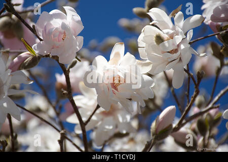 Nahaufnahme von Prunus Baum blüht gegen den blauen Himmel Stockfoto