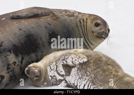 Weddell SEAL Pup mit Mutter liegt im Schnee Stockfoto