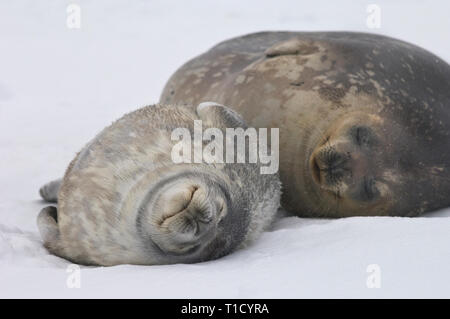 Weddell SEAL Pup mit Mutter liegt im Schnee Stockfoto