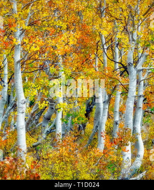 Nahaufnahme von Herbstfarben und Espe Baumstämme. Inyo National Forest. California Stockfoto