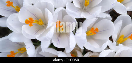 Weiße Krokusse blühen. Oregon Stockfoto