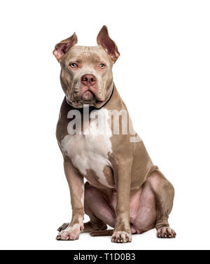 American Bully, 10 Monate alt, sitzt vor weißem Hintergrund Stockfoto
