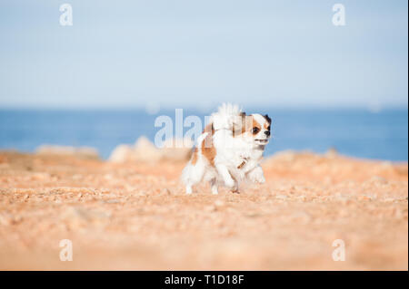 Lustige kleine Chihuahua Hund läuft schnell auf dem Boden am Meer Hintergrund Outdoor Freizeitaktivitäten Stockfoto
