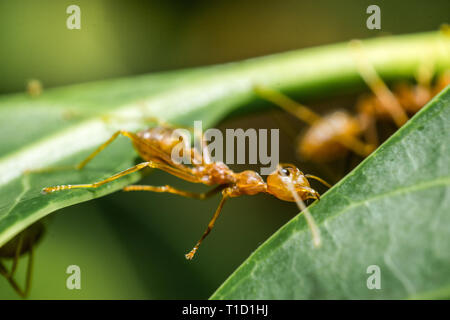 Die Ameisen nisten helfen, Red Ant machen Nest aus Blättern. Stockfoto