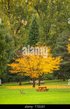 Leuchtend gelben Baum in einem Park auf Herbst Tag. Herbst in Kanada Stockfoto