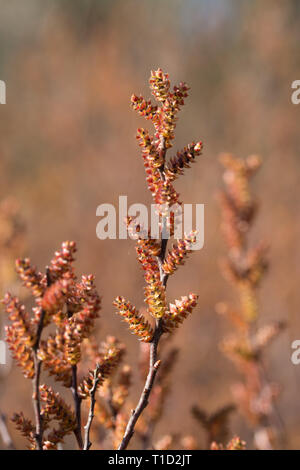 Bog myrtle (Myrica gale, sweet Gale, Kerze Berry) mit bunten Kätzchen im Frühjahr, ein blühender Strauch gefunden auf Mooren, Sümpfen und Nasse Heide, Großbritannien Stockfoto