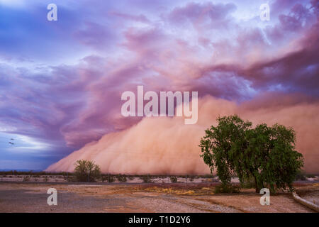 Ein Haboob-Staubsturm zieht bei Sonnenuntergang in der Nähe von Tacna, Arizona, USA, durch die Wüste