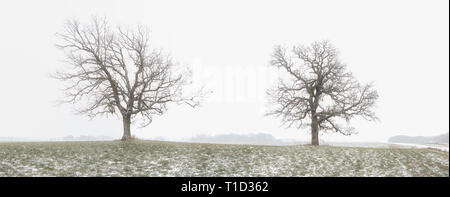 Zwei Bäume im Feld leicht mit Schnee bedeckt Stockfoto
