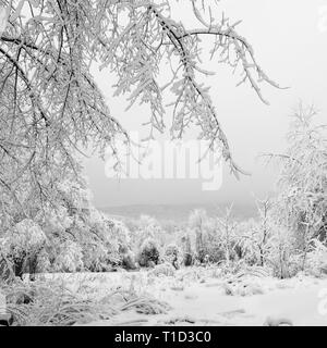 Snow-Covered Zweigen und Feld im Winter Stockfoto
