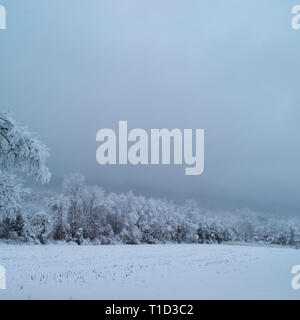 Snow-Covered Äste und das Feld auf grauen Tag im Winter Stockfoto