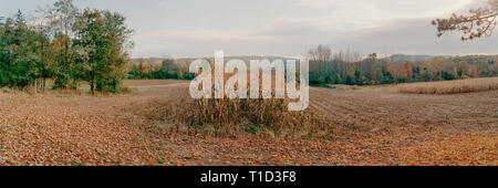 Verdorrte Maisstängel im Herbst Landschaft Stockfoto