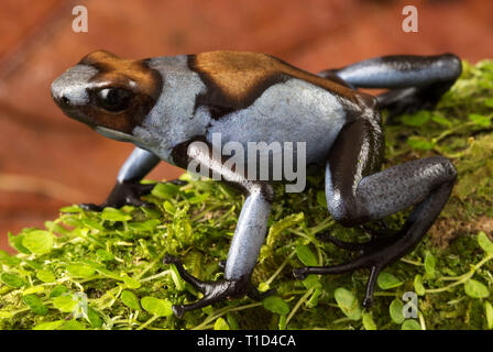 Blau Harlequin poison dart Frog, oophaga Histrionica. Eine kleine tropische exotische giftige dartfrog aus dem Regenwald Kolumbiens. Stockfoto