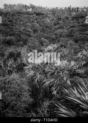 Luftaufnahme von Leon Abgabe einheimische Pflanze erhalten, Governors Harbour, Eleuthera, Bahamas, in der Karibik. Stockfoto