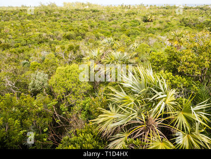 Luftaufnahme von Leon Abgabe einheimische Pflanze erhalten, Governors Harbour, Eleuthera, Bahamas, in der Karibik. Stockfoto