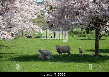 Schafe im grünen Gras unter blühenden Bäumen, Neuseeland Stockfoto